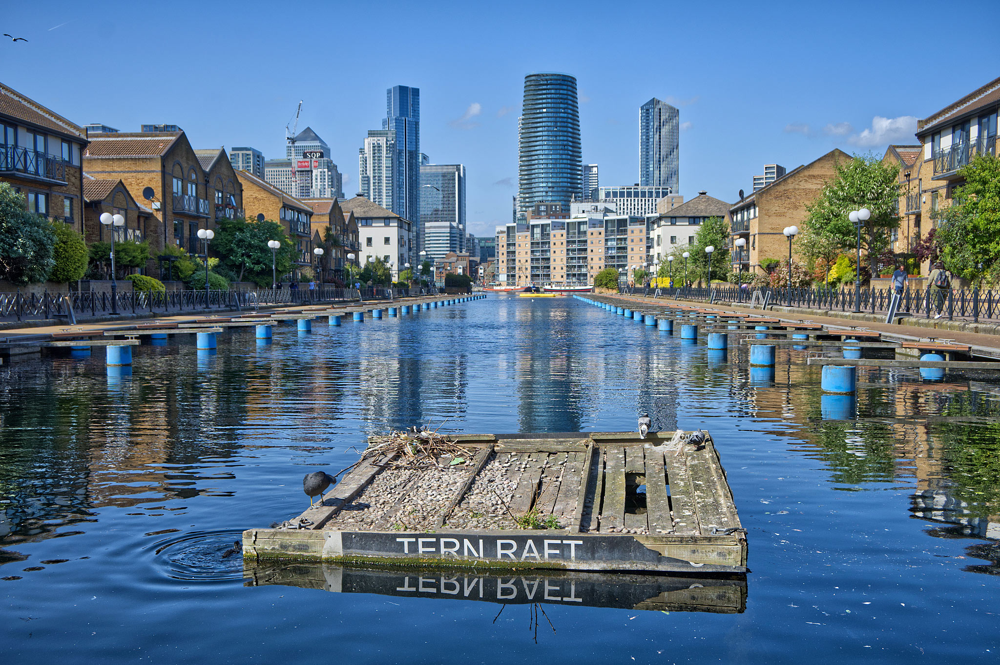 Tern raft with two coots and two pigeons. Millwall, Isle of Dogs, London
